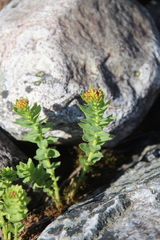 Rhodiola rosea
