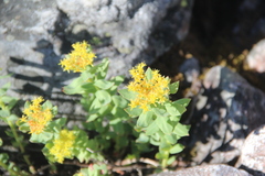 Rhodiola rosea