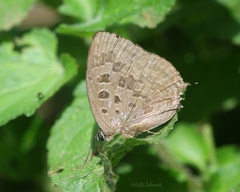 Arhopala
