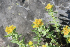 Rhodiola rosea