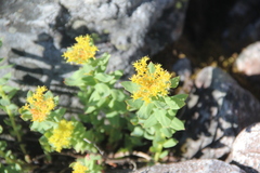 Rhodiola rosea