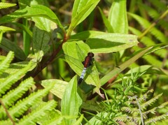 Erythrodiplax abjecta