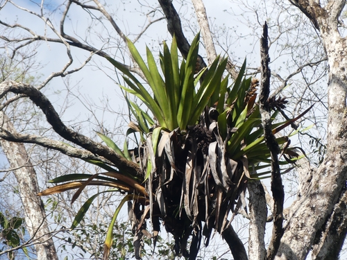 Aechmea moonenii (Aechmea moonenii)