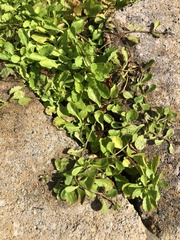 Chaenostoma cordatum