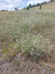 Astragalus melilotoides