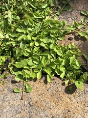 Chaenostoma cordatum