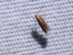 Cameraria conglomeratella