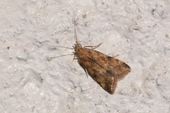 Brachmia blandella