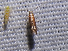 Cameraria conglomeratella