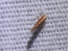 Cameraria conglomeratella