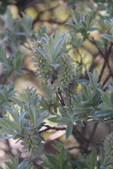 Salix lapponum