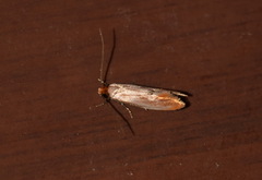 Tinea semifulvella