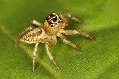 Colyttus
