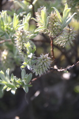 Salix lapponum