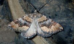 Scotopteryx coelinaria