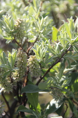 Salix lapponum