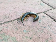 Scolopendra viridis maya