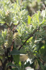 Salix lapponum