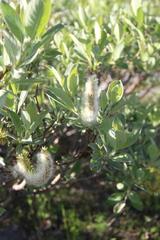 Salix lapponum