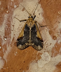 Loxostege albiceralis