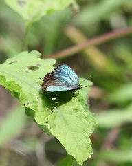 Arhopala eumolphus