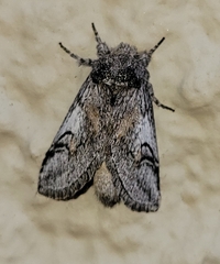 Astiptodonta aonides