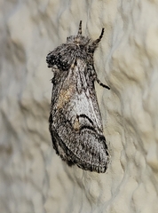 Astiptodonta aonides