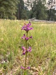Penstemon rydbergii aggregatus
