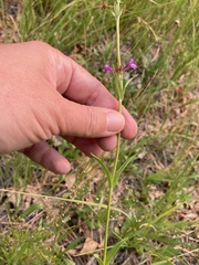 Penstemon rydbergii aggregatus