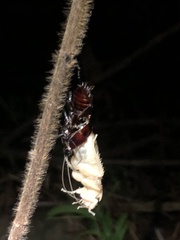 Periplaneta australasiae