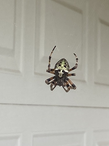 Araneus bicentenarius image