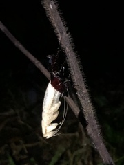 Periplaneta australasiae