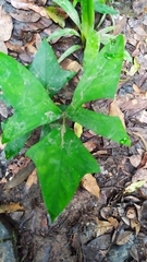 Anaphyllopsis americana