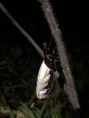 Periplaneta australasiae