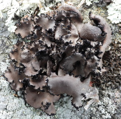 Umbilicaria polyrrhiza