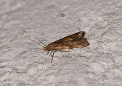 Brachmia blandella