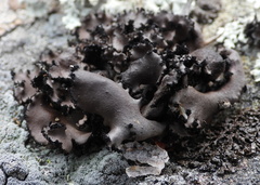Umbilicaria polyrrhiza