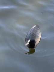 Fulica atra