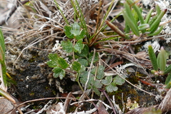 Thalictrum alpinum