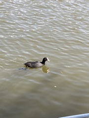 Fulica atra