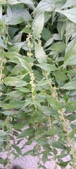 Parietaria officinalis