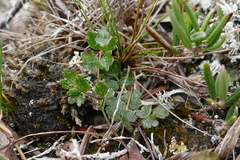 Thalictrum alpinum