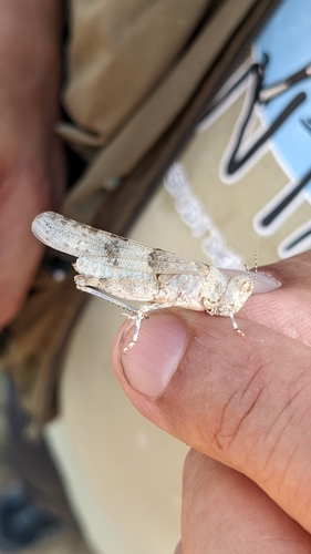 Morin's Sand Grasshopper