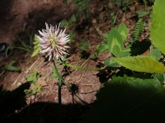 Trifolium