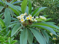 Plumeria