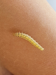 Choreutis nemorana