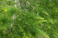 Larix sibirica