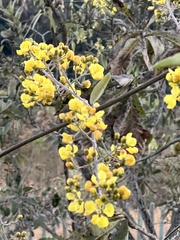 Banisteriopsis anisandra