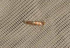 Phyllonorycter nicellii