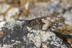 Hipparchia alcyone